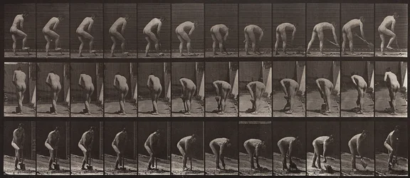 Locomotion animale, Planche 388